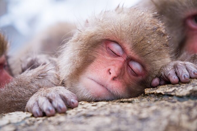 1-Day Snow Monkeys, Zenko-ji Temple & Sake in Nagano - Why this Nagano day tour works so well