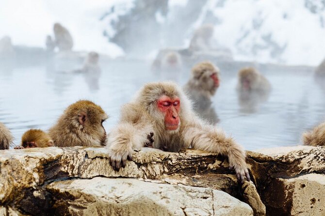 1-Day Snow Monkeys, Zenko-ji Temple & Sake in Nagano - The forest path to Jigokudani Snow Monkey Park