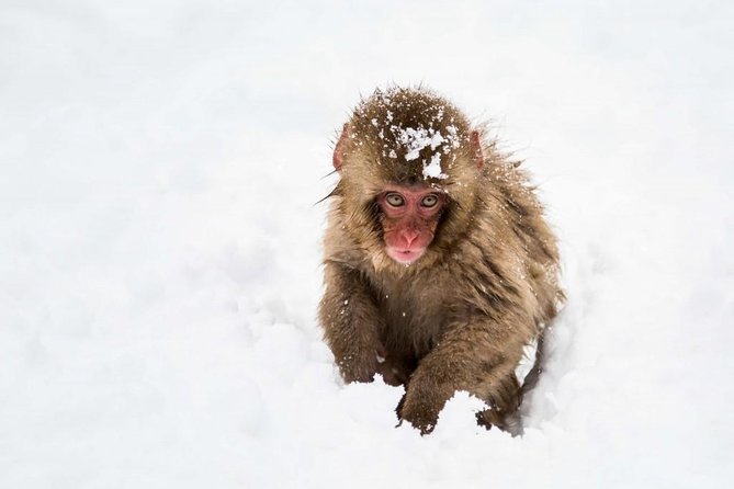 1-Day Snow Monkeys, Zenko-ji Temple & Sake in Nagano - Transport, group size, and the daily rhythm