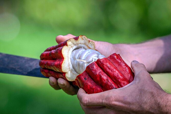 10 Bar Hawaiian Craft Chocolate Tasting Experience - Ten or more bars from around Hawaii