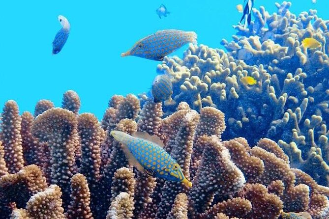 2x1 Tour: Isla Contoy, Isla Mujeres, Open Bar, Lunch and Transfers - What the service appears to be like