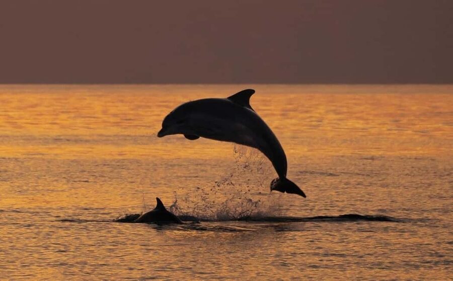 3hours Dolphin Sunset watching with unlimited drinks +dinner - Searching for Dolphins Around Kamenjak
