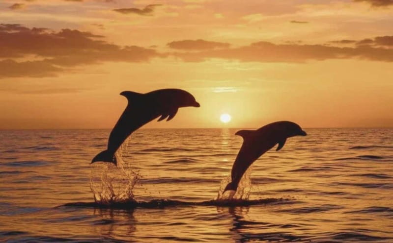 3hours Dolphin Sunset watching with unlimited drinks +dinner - Dinner Served While the Light Changes