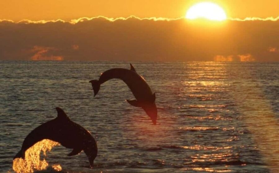 3hours Dolphin Sunset watching with unlimited drinks +dinner - The Porer Lighthouse at Sea