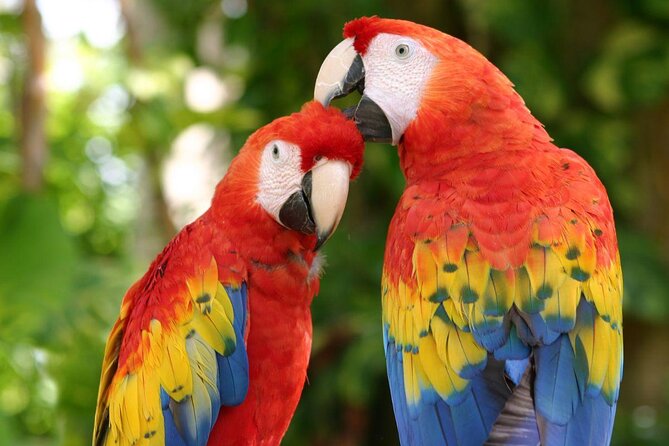 4-in-1 Cenote Tour Guided Experience with Breakfast, Lunch & Wine - Why this cenote day works so well