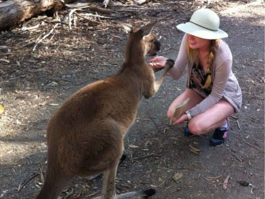 Adelaide: Barossa Day Out: Wines, Brewery, Chocolate & Lunch - Lambert Estate combines lunch and wine