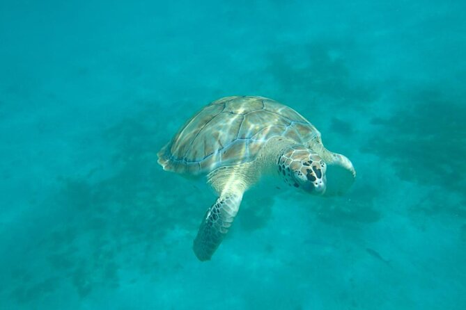 Barbados Catamaran Snorkel Cruise with Open Bar - Sailing the calm west coast of Barbados