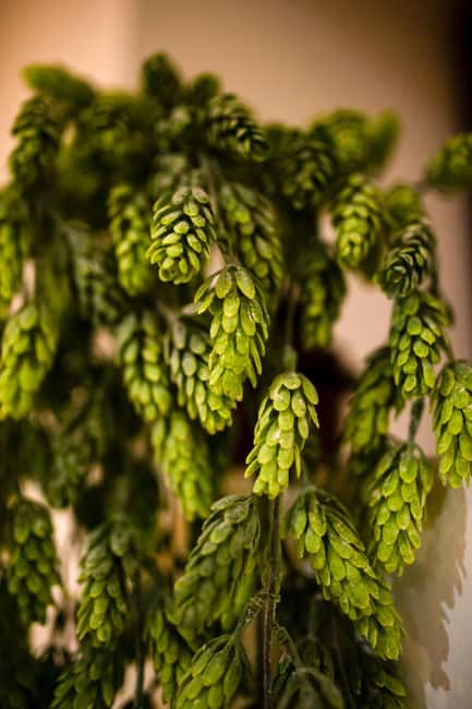 BEER SPA Niedermorschwihr - Why the private format matters