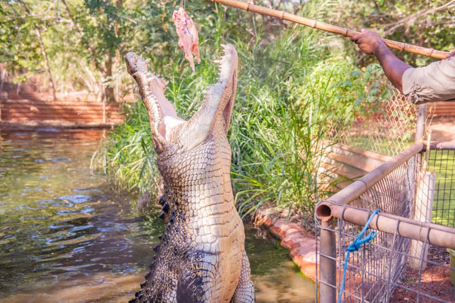 Broome: Matso's Brewery, Museum & Crocodile Park Combo Tour - Key points to know before booking