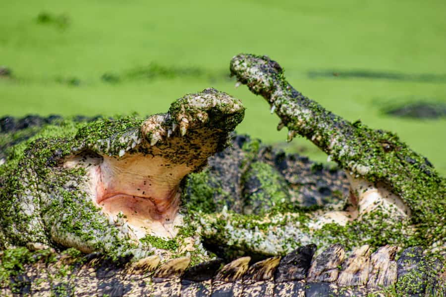 Broome: Matso's Brewery, Museum & Crocodile Park Combo Tour - Why this four-hour Broome combination works