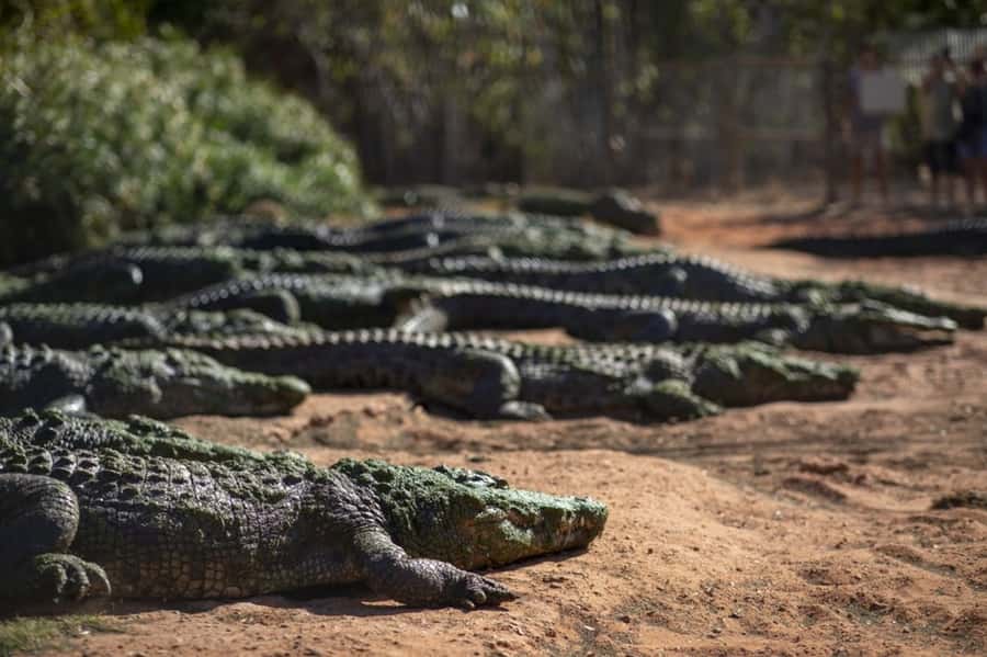 Broome: Matso's Brewery, Museum & Crocodile Park Combo Tour - Matso’s Brewery brings a relaxed pause