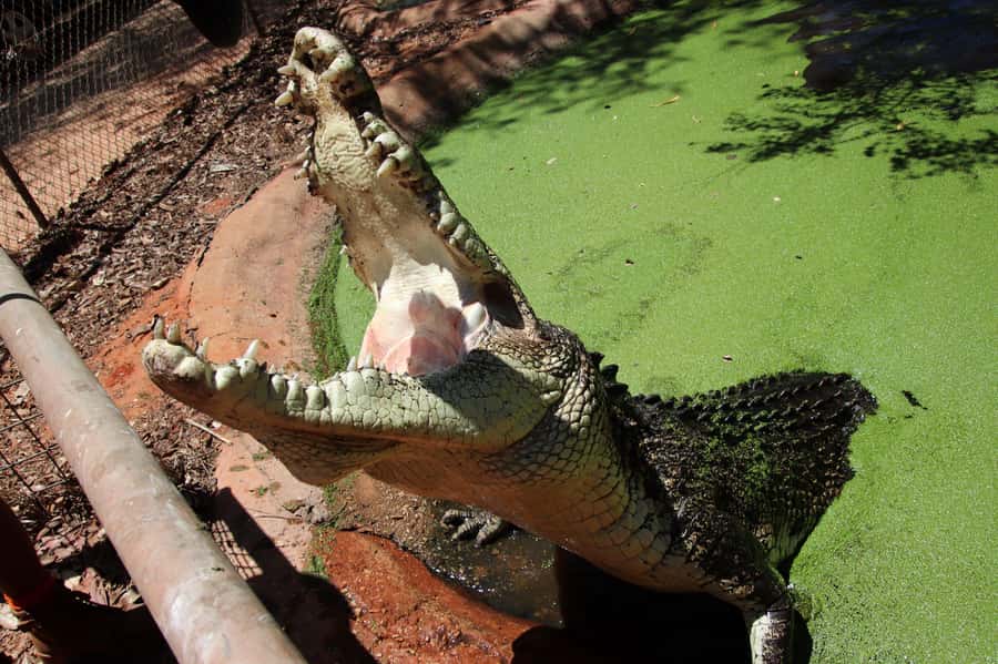 Broome: Matso's Brewery, Museum & Crocodile Park Combo Tour - Practical advice for getting more from the afternoon