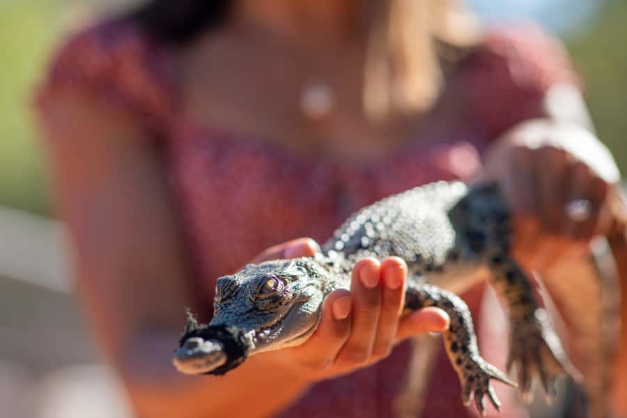 Broome: Matso's Brewery, Museum & Crocodile Park Combo Tour - The Broome Museum puts the town in context