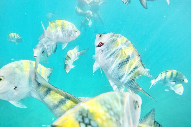 Cabo Blue Snorkeling Cruise, Open Bar and Lunch in Cabo San Lucas - Cabo Blue cruise highlights