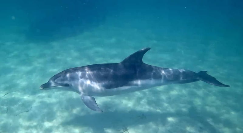 Cagliari: Private Boat Tour with Snorkeling & Beer - Marina Piccola mixes photos and water time