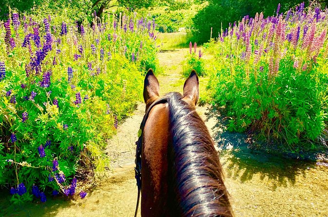 Cardrona High Country Pub Trail Horse Trek (Intermediate level+) - The return ride along the river
