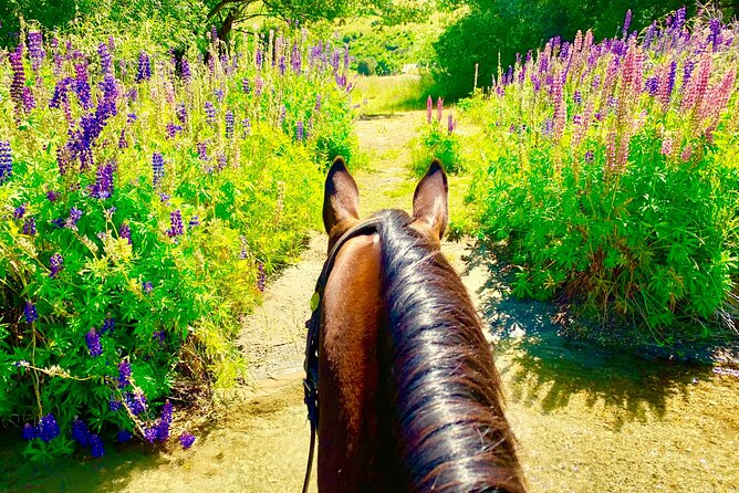 Cardrona High Country Pub Trail Horse Trek (Intermediate level+) - Is the NZ$433.78 price good value?