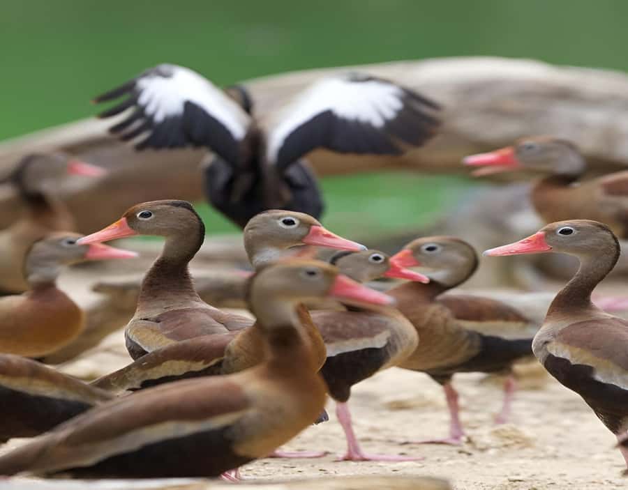 Cartagena: Daytour Aviary and Playa blanca, Barú by bus! - Who should book this outing?