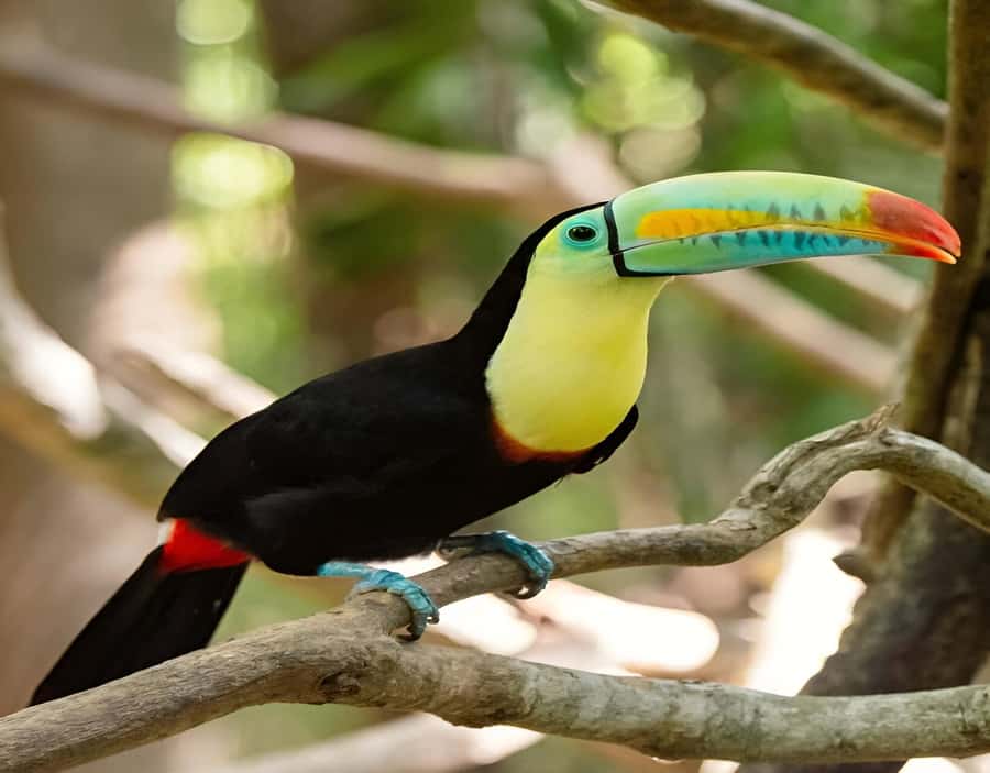 Cartagena: Daytour Aviary and Playa blanca, Barú by bus! - Two and a half hours at the National Aviary