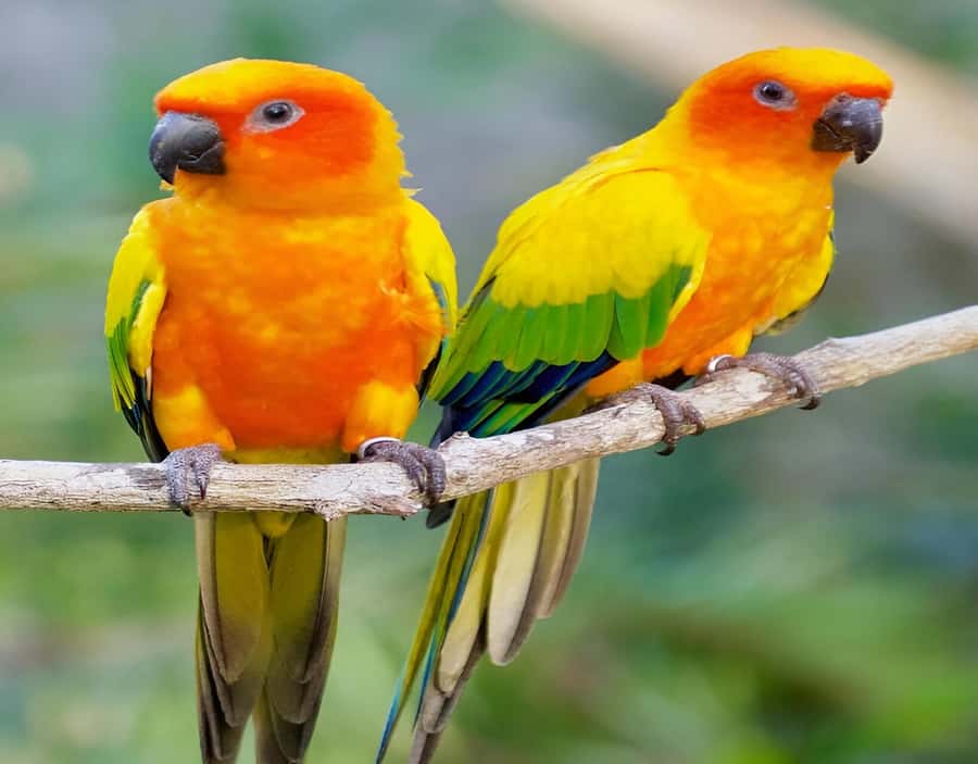 Cartagena: Daytour Aviary and Playa blanca, Barú by bus! - Three hours at Playa Blanca, Barú