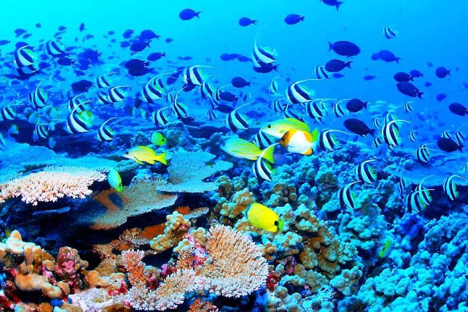 Catamaran Sail and Snorkeling Tour with Open Bar in Puerto Morelos - Lunch at the marina, with an important qualification