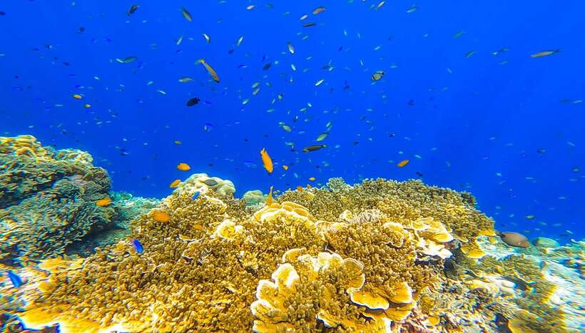 Cebu: Sumilon Sand Bar, Whale Sharks & Sardines Snorkeling - Key details to know before booking