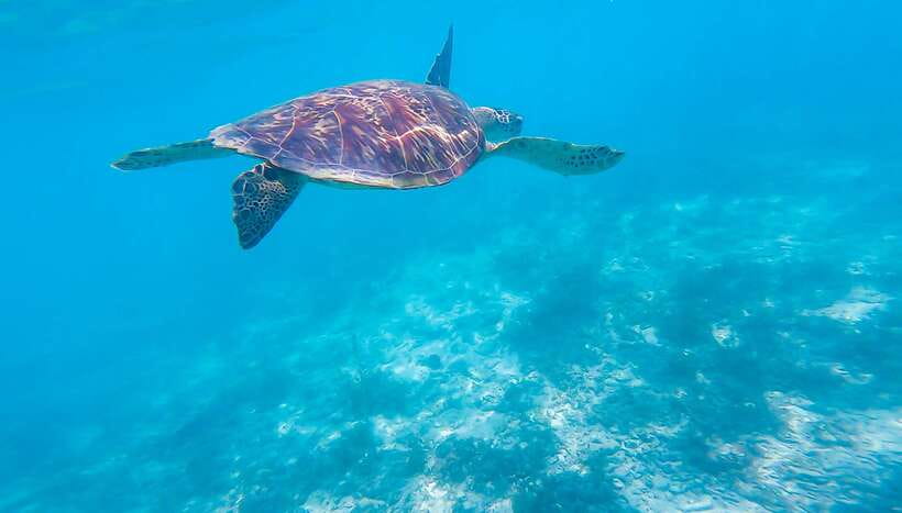 Cebu: Sumilon Sand Bar, Whale Sharks & Sardines Snorkeling - Why this Cebu day trip appeals to me
