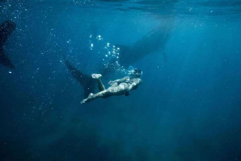 Cebu: Sumilon Sand Bar, Whale Sharks & Sardines Snorkeling - Oslob whale sharks: the day’s headline stop