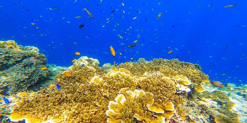 Cebu: Sumilon Sand Bar, Whale Sharks & Sardines Snorkeling - Moalboal’s sardine run and sea turtles