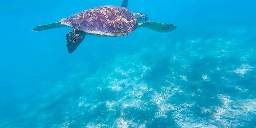 Cebu: Sumilon Sand Bar, Whale Sharks & Sardines Snorkeling - What the $126 price really covers