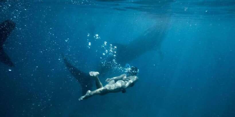 Cebu: Sumilon Sand Bar, Whale Sharks & Sardines Snorkeling - Who should choose this tour