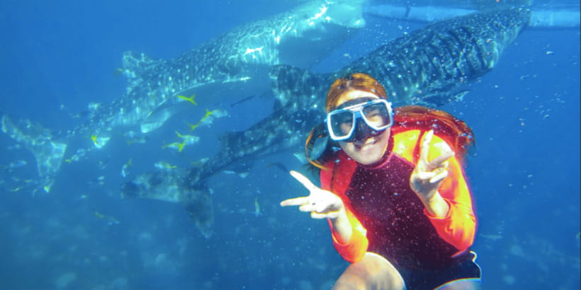 Cebu: Sumilon Sand Bar, Whale Sharks & Sardines Snorkeling - Should you book the Sumilon, whale shark, and sardine tour?