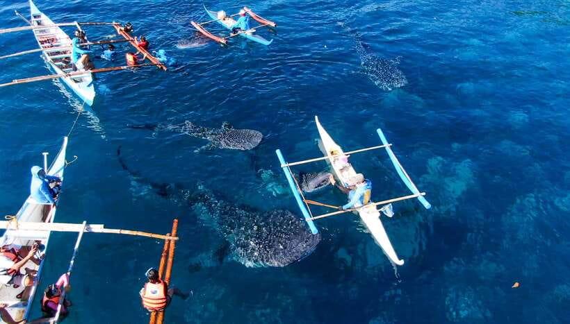 Cebu: Sumilon Sand Bar, Whale Sharks & Sardines Snorkeling - The 2 a.m. road to Oslob