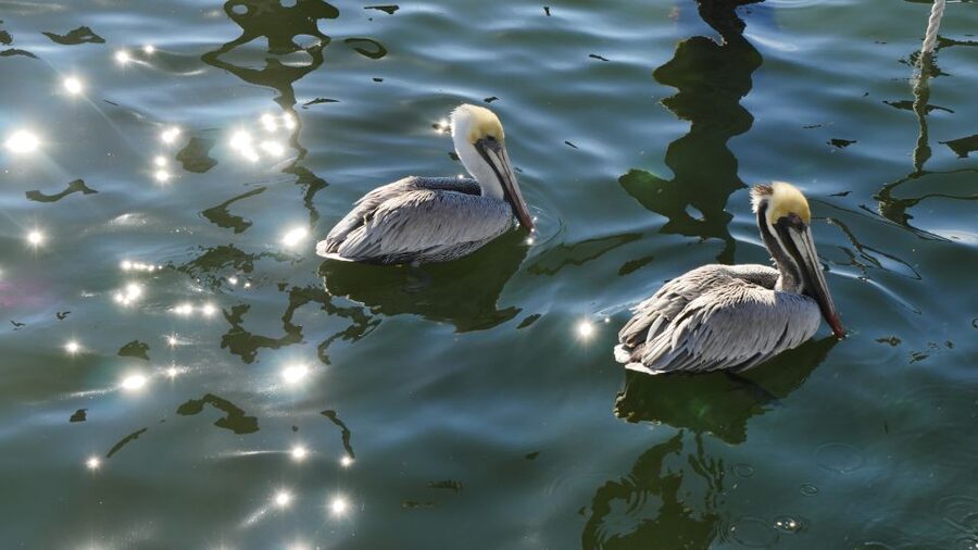 Charleston: Harbor Bar Pedal Boat Party Cruise - Small Details That Improve the Ride