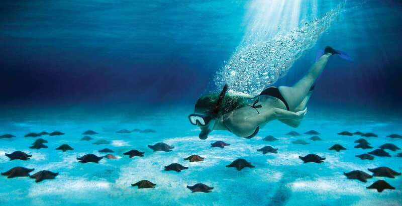 Cozumel: El Cielo & Palancar Snorkel with Open Bar & Ceviche - El Cielo and its famous starfish