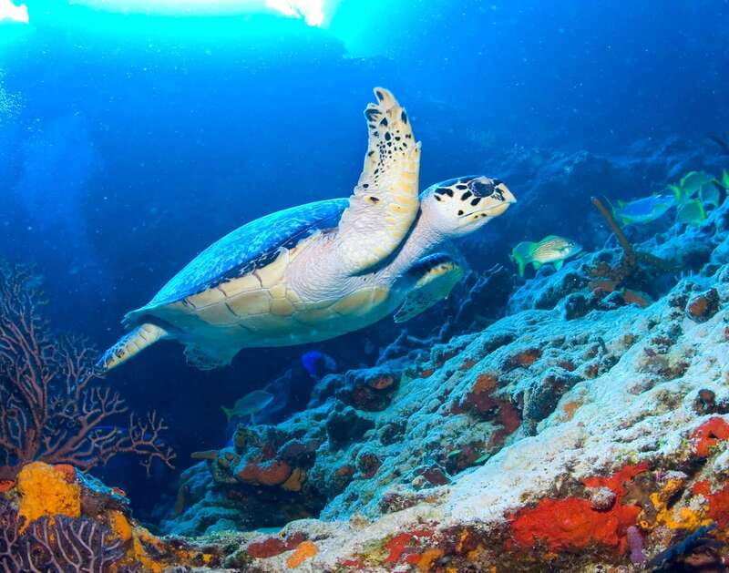 Cozumel: El Cielo & Palancar Snorkel with Open Bar & Ceviche - El Cielito: drinks, fruit, and a relaxed finish