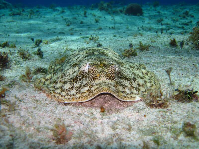 Cozumel: El Cielo & Palancar Snorkel with Open Bar & Ceviche - What the $72 price really includes