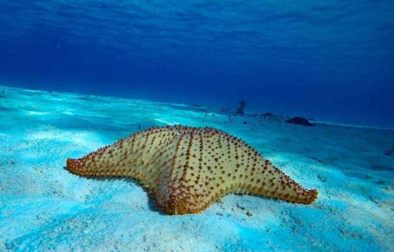 Cozumel: El Cielo & Palancar Snorkel with Open Bar & Ceviche - The crew, safety, and overall atmosphere