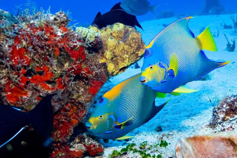 Cozumel: El Cielo & Palancar Snorkel with Open Bar & Ceviche - Should you book it?