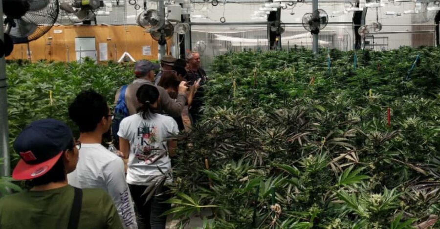 Denver: Buds & Brews Cannabis Grow Tour and Brewery Visit - Key things to know before booking