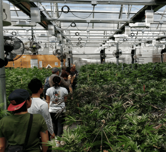 Denver: Buds & Brews Cannabis Grow Tour and Brewery Visit - Is $67 a fair price?