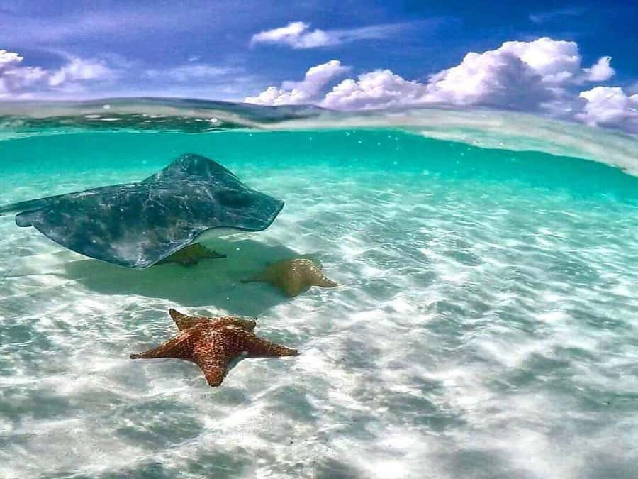 El Cielo and El Cielito in Cozumel with Beach Club, Food, and Open Bar - Bahía Beach Club turns the outing into a full day