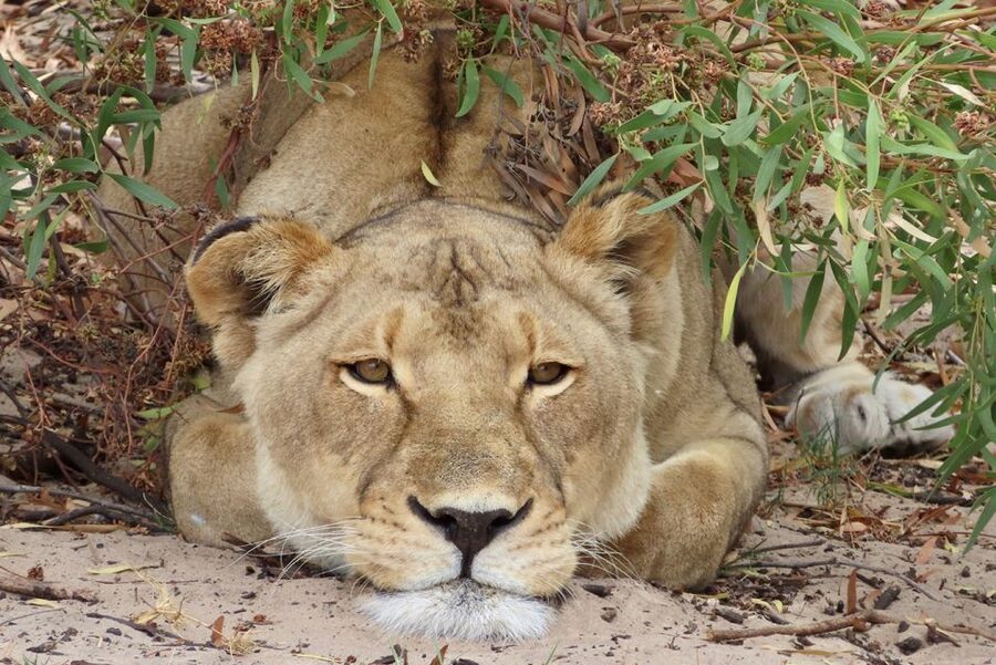 From Cape Town: Wildlife Safari, Olive, Beer & Wine Tasting - Key points before you book