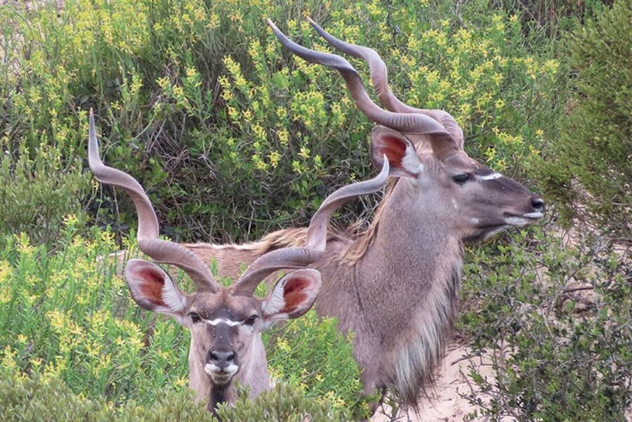 From Cape Town: Wildlife Safari, Olive, Beer & Wine Tasting - What kind of safari are you getting?