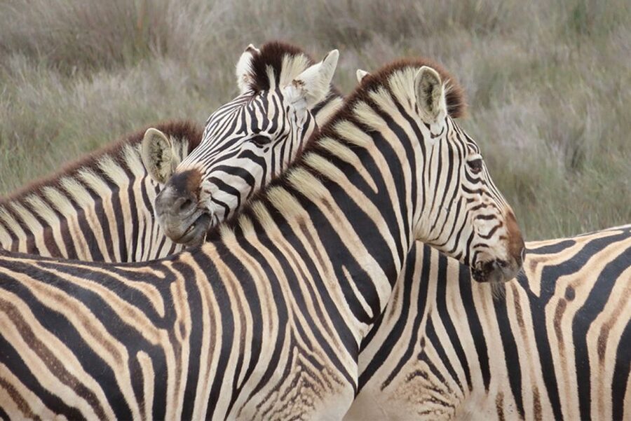 From Cape Town: Wildlife Safari, Olive, Beer & Wine Tasting - Alexanderfontein makes a good change of pace