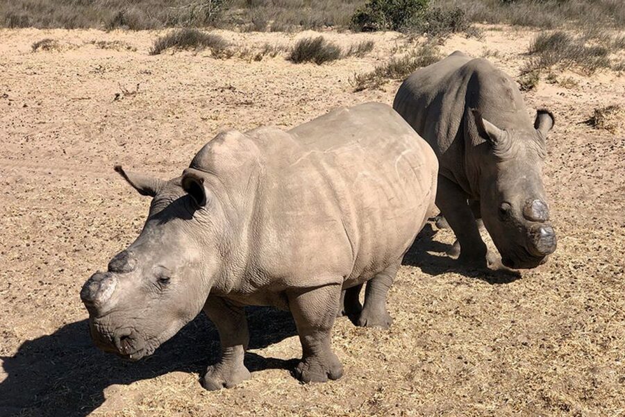 From Cape Town: Wildlife Safari, Olive, Beer & Wine Tasting - A comfortable start from Cape Town