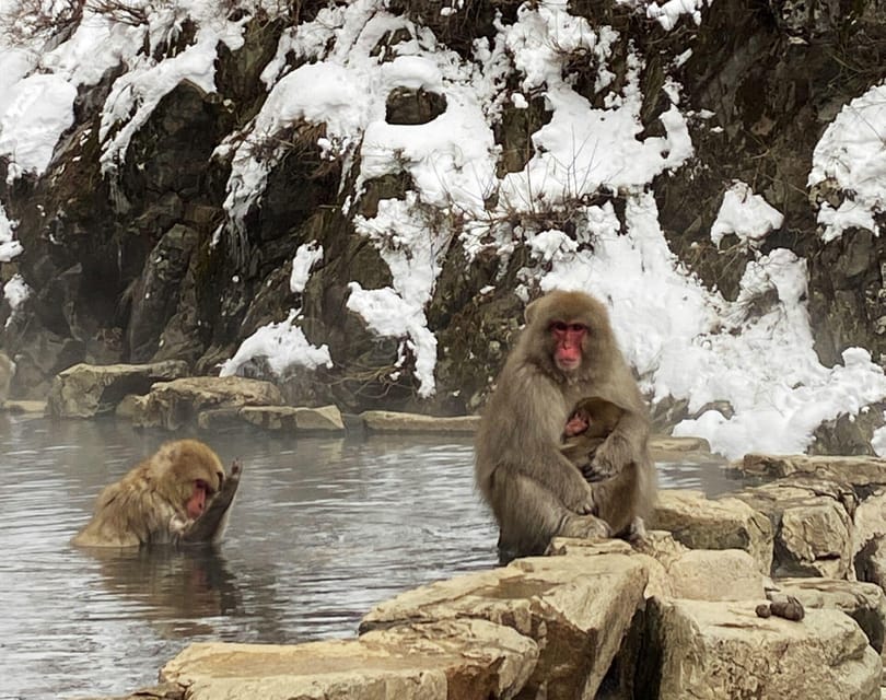 From Nozawa Onsen: Snow Monkeys and Zenko-ji Day Trip & Sake - Who should book this $135 experience?