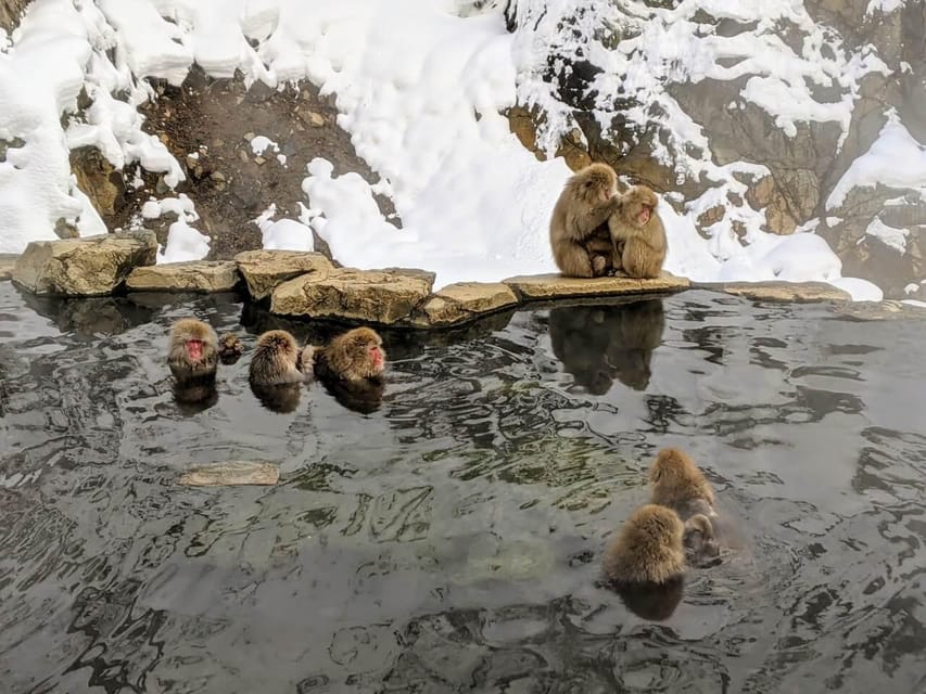 From Nozawa Onsen: Snow Monkeys and Zenko-ji Day Trip & Sake - The forest trail to Jigokudani Snow Monkey Park