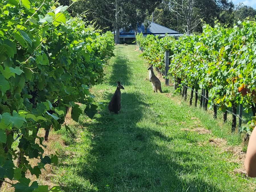 From Sydney: Hunter Valley Beer & Wine Group Tour - The First Vineyard Tour Gives the Day Some Substance