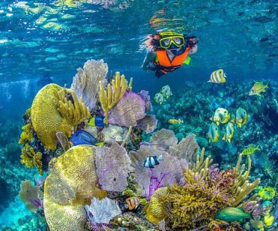 Full Day Barú island: Mangrove +Snorkel + Sunset + Plankton - What $69 Buys You in Real Terms